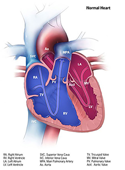 labeled image of the heart
